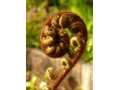 Fern frond 8